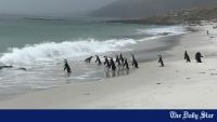 Visiting Falklands Islands: Where Penguins Roam Free