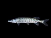South Dakota wildlife officials try to let anglers keep large muskies, but anglers say no thanks