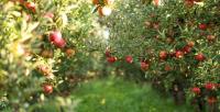 Could climate change put apples at risk?