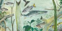 Amazon home to over 2,700 species of fish, study finds