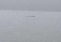 Further visitor sightings of Loch Ness Monster brings number up to 16 for 2026