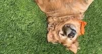 UA researchers develop tool to scientifically quantify how owners talk to their pets