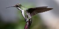 2nd Annual North Mississippi Hummingbird Festival returns to Southaven