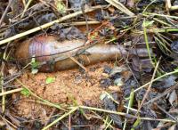 Blast kills seven, injures three in eastern DRC