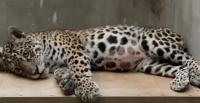 Wildlife Under Siege | Fauna silvestre bajo asedio
