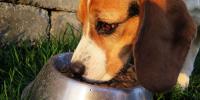 Nebraska Humane Society: Vets urge gradual weight loss for overweight pets