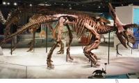 Fossil shows dinosaur had chronic bone infection, scientists find