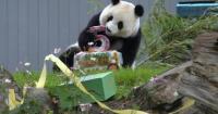 From shy to sensational, giant panda Qing Bao charms crowd as she turns 5 in Washington, D.C.