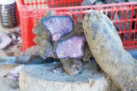 Government suspends shipments of raw ube