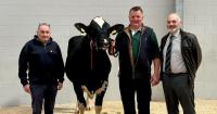 Dairy bull averages fall £1500 at Carlisle