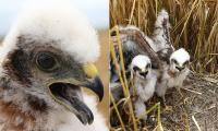 One of six chicks born to Britain's rarest bird of prey has been hit and killed by a train