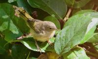 Birding: Watch for New World warblers as they migrate south