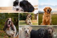 These Are the 30 Dog Breeds Maine Loves the Most