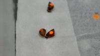 500 snails mailed to Tahiti to reclaim their natural habitat