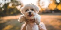 14 Small White Dog Breeds That Are Full of Personality
