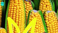 Humble popcorn paves way for farming mission