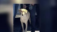 Miami Gardens Police find missing K-9 that was struck by car