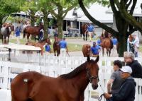 Action Brisk and Optimism High Ahead of Keeneland September Sale
