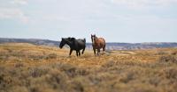 As feds remove hundreds of wild horses from Colorado, state leaders decry ‘inhumane’ helicopter roundups