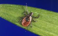 With tick-borne illnesses surging, we must strengthen research, prevention and education