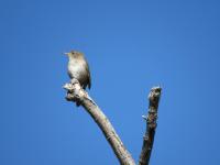 Northern Nevada backyards and gardens: Getting plants and birds ready for season changes