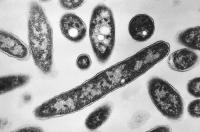 Yankee Stadium cooling tower among 10 linked to Legionnaires' outbreak in the South Bronx