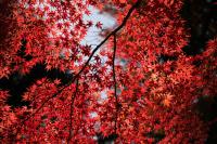 Cool nights and sunny days help drive vibrant fall colors across Michigan