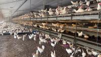 How eggs cracked farm profitability challenge