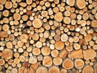 Buy forest's services, not its timber