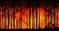 Clear the roadless rule: What comes next for America’s burning forests
