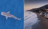Extremely rare shark is spotted swimming through crystal clear waters of Pacific Ocean off the coast of California
