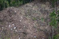 Japan’s biomass energy boom threatens further deforestation in Indonesia