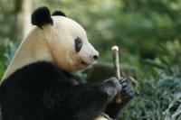 ASIA WATCH: With no pandas at home, Japanese fans visit Xiang Xiang in China