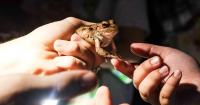 Night hike brings environmental awareness through UTA Herpetology Club