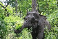 Adventure World launches elephant-friendly itinerary in Vietnam