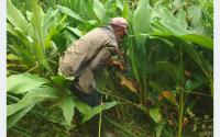 Bhojpur farmers turn to turmeric farming as monkeys damage crops