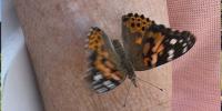 Butterfly release marks 19th year supporting Jonesboro hospice