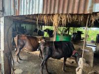 Former teacher earns from dairy farming