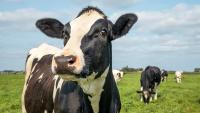 ‘Supply uncertainty’ increasingly an influence on global dairy market