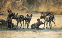Longest African mammal movement recorded by Zambian wild dogs