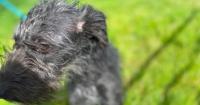 Rescue dog Custard still waiting for home after sister Rhubarb adopted