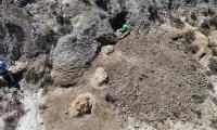 First known adult T. rex trackway discovered in North Dakota