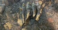 Researcher discovers mastodon molar along California's coastline