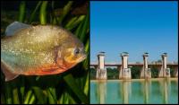 Piranha Discovery Claim At Pahang Dam Sparks Fisheries Probe