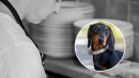 Nick Honeyman swims French river to rescue runaway dachshund