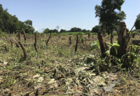 South Sudan’s vanishing forests: Communities must lead the fight to save them