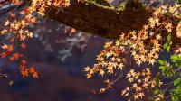 Japanese Maples will stay vibrant for longer if gardeners follow key RHS advice