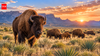 Mexico brought bison back after 160 years; they are now restoring desert grasslands