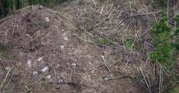 Japan's biomass energy boom threatens further deforestation in Indonesia