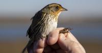 About 600 million birds set to cross South Carolina as fall migration kicks off
